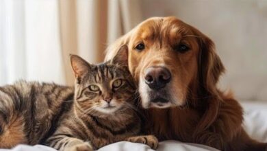 Kat en hond liggen samen op een bed en kijken in de camera, passend bij een artikel over populaire dieren­namen in Overijssel.