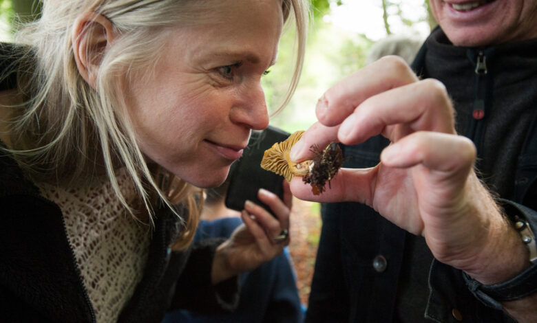 Paddenstoelen tijdens een herfstwandeling in het Reestdal bij bezoekerscentrum De Wheem