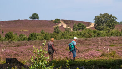 Wandelaars tijdens een natuurexcursie over de Lemelerberg bij Ommen