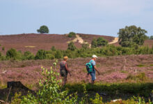 Wandelaars op de heide van de Lemelerberg tijdens een excursie met natuurgids