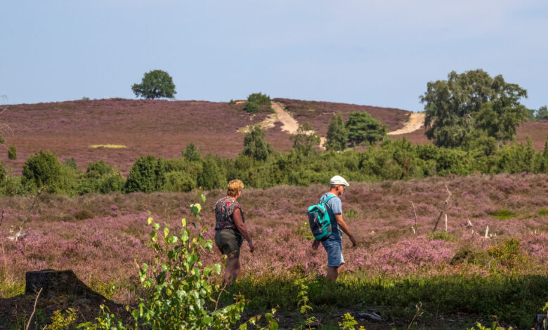 Wandelaars op de heide van de Lemelerberg tijdens een excursie met natuurgids