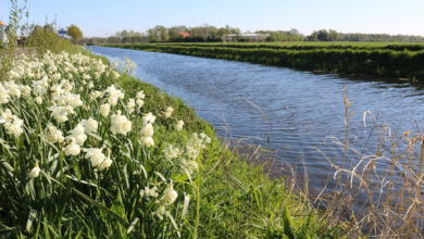 Nieuwe Wetering bij Broekland en Laag Zuthem waar natuurvriendelijke oevers worden aangelegd
