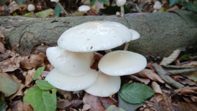 Herfstbos en beek op Landgoed Molecaten in Hattem tijdens IVN-wandeling