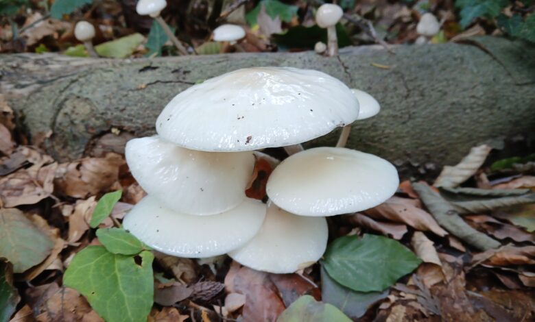Herfstbos en beek op Landgoed Molecaten in Hattem tijdens IVN-wandeling