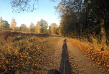 Mountainbikers tijdens de Swolsebostocht door de bossen op de Noord-Veluwe