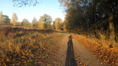 Mountainbikers tijdens de Swolsebostocht door de bossen op de Noord-Veluwe