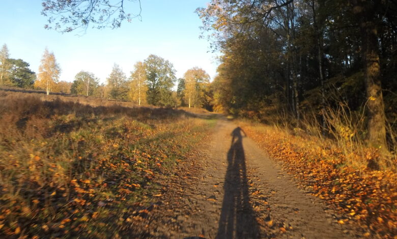Mountainbikers tijdens de Swolsebostocht door de bossen op de Noord-Veluwe