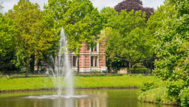 Toekomstbomen in Zwolle voor meer groen en verkoeling