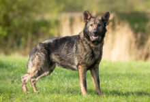 Duitse Herder Amber zoekt via Dierenasiel Zwolle een nieuw thuis