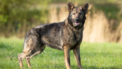 Duitse Herder Amber zoekt via Dierenasiel Zwolle een nieuw thuis