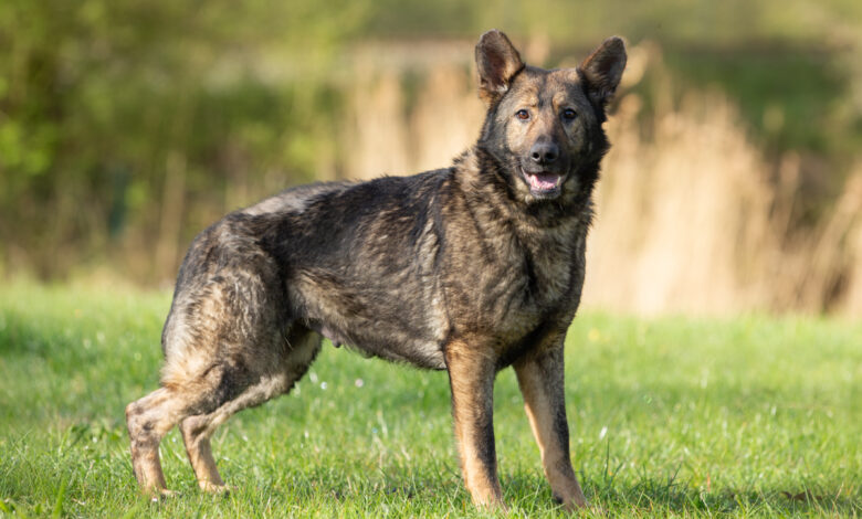 Duitse Herder Amber zoekt via Dierenasiel Zwolle een nieuw thuis