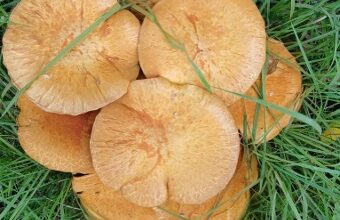 Herfstkleuren en wandelpaden op Landgoed Vilsteren in het Vechtdal