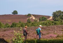 Wandelaars lopen door de paarse heide op de Lemelerberg bij Lemele