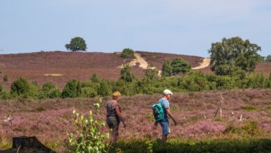 Wandelaars lopen door de paarse heide op de Lemelerberg bij Lemele
