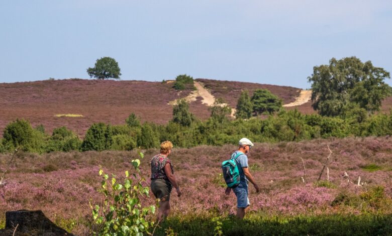 Wandelaars lopen door de paarse heide op de Lemelerberg bij Lemele