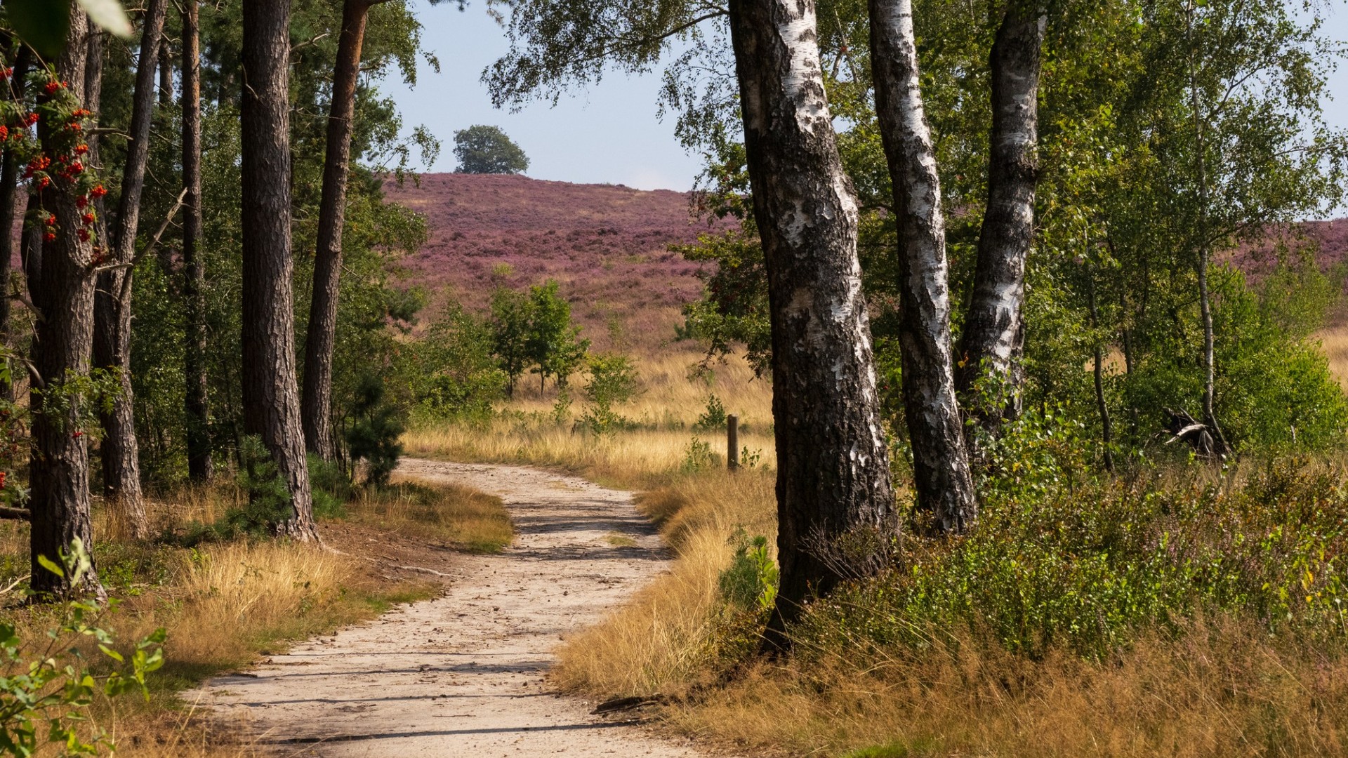 Wandelpad door bos en heide op de Lemelerberg bij Lemele